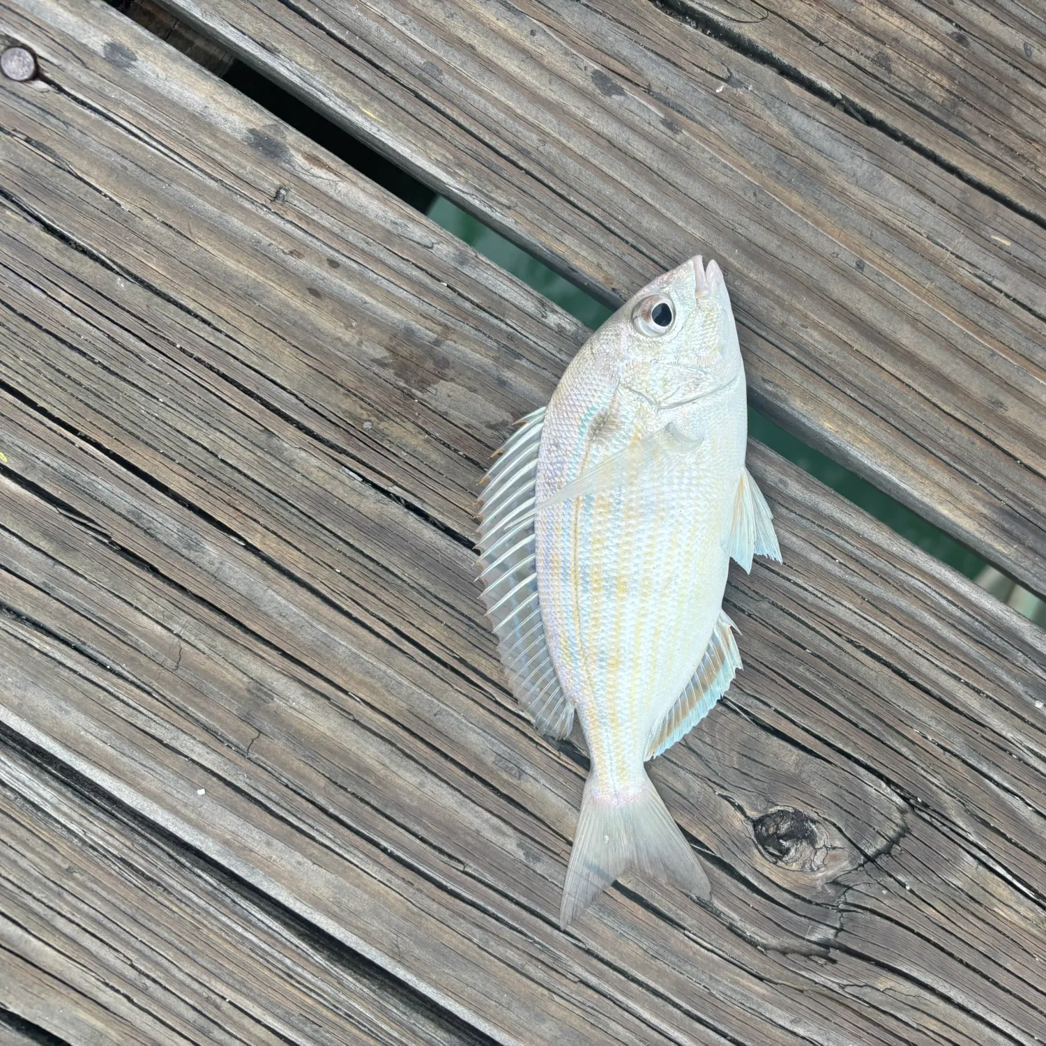 The most recent Pinfish catches on Fishbrain