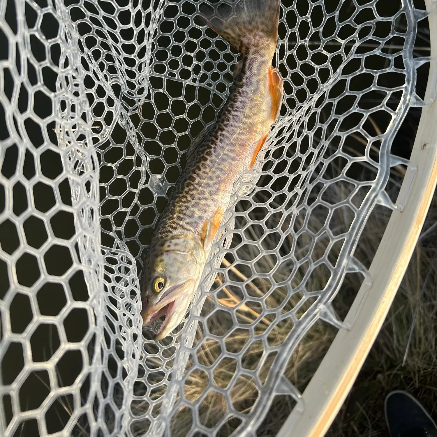 The most recent Tiger trout catches on Fishbrain