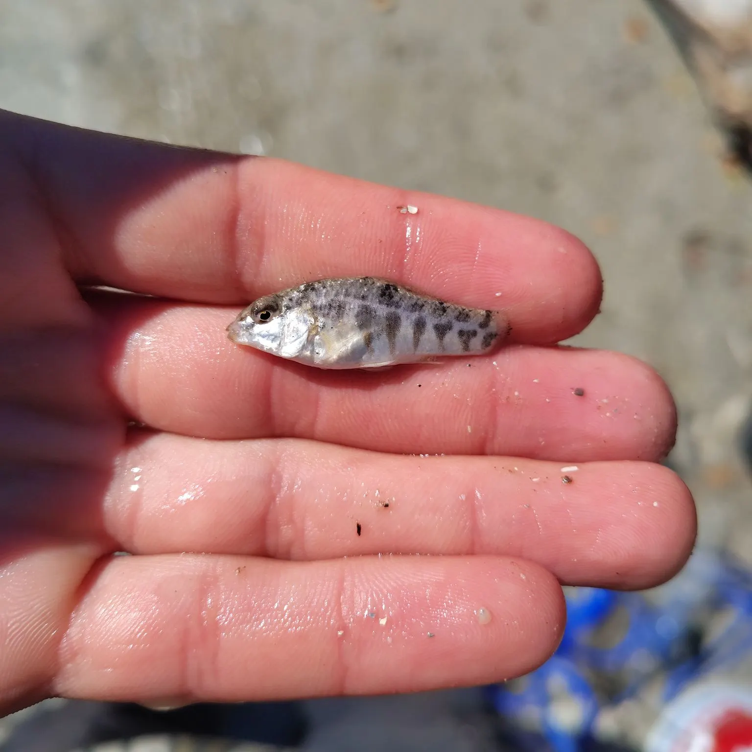 The most recent Goldspotted killifish catches on Fishbrain