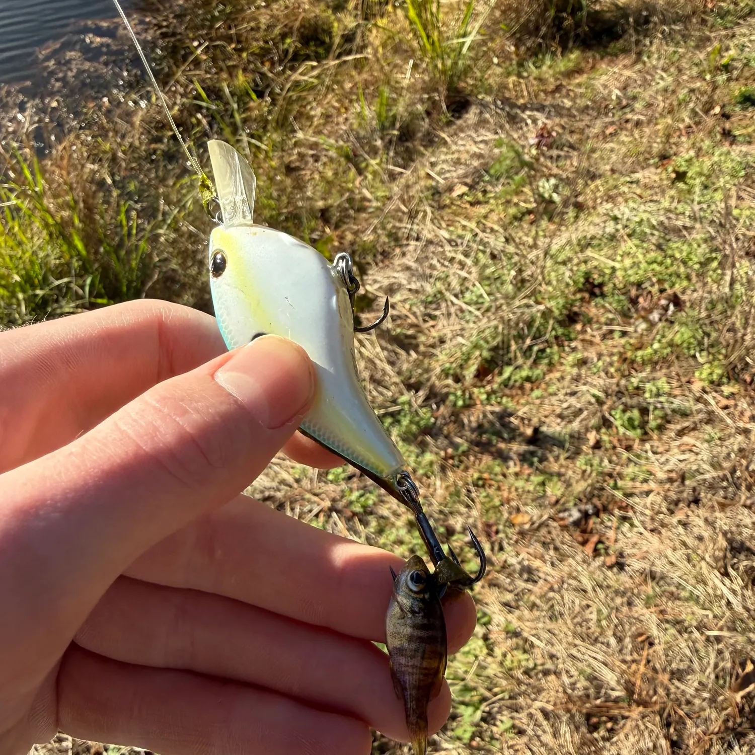 The most recent Atlantic goliath grouper catches on Fishbrain