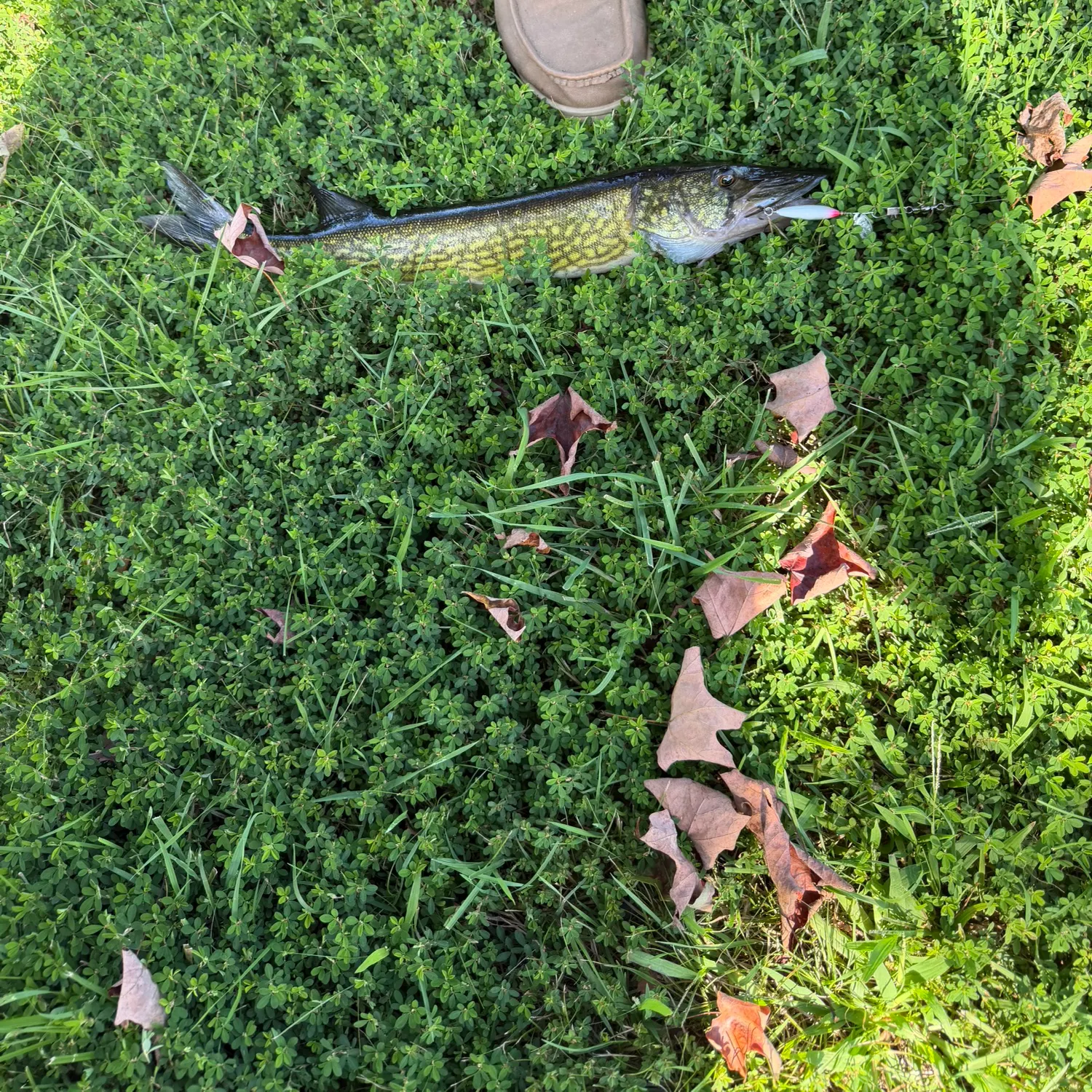 Chain pickerel caught on Fishbrain