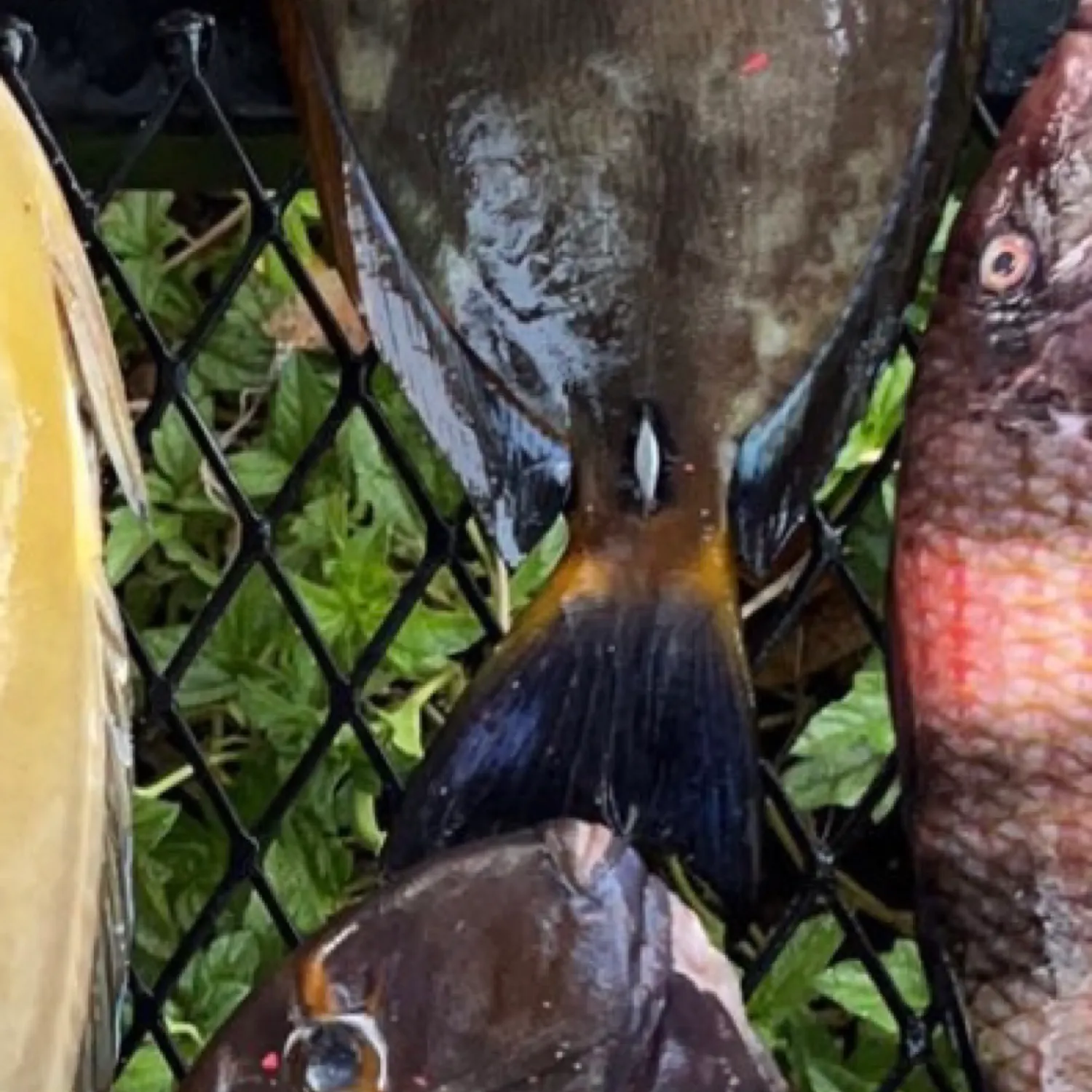 The most popular recent Eyestripe surgeonfish catch on Fishbrain