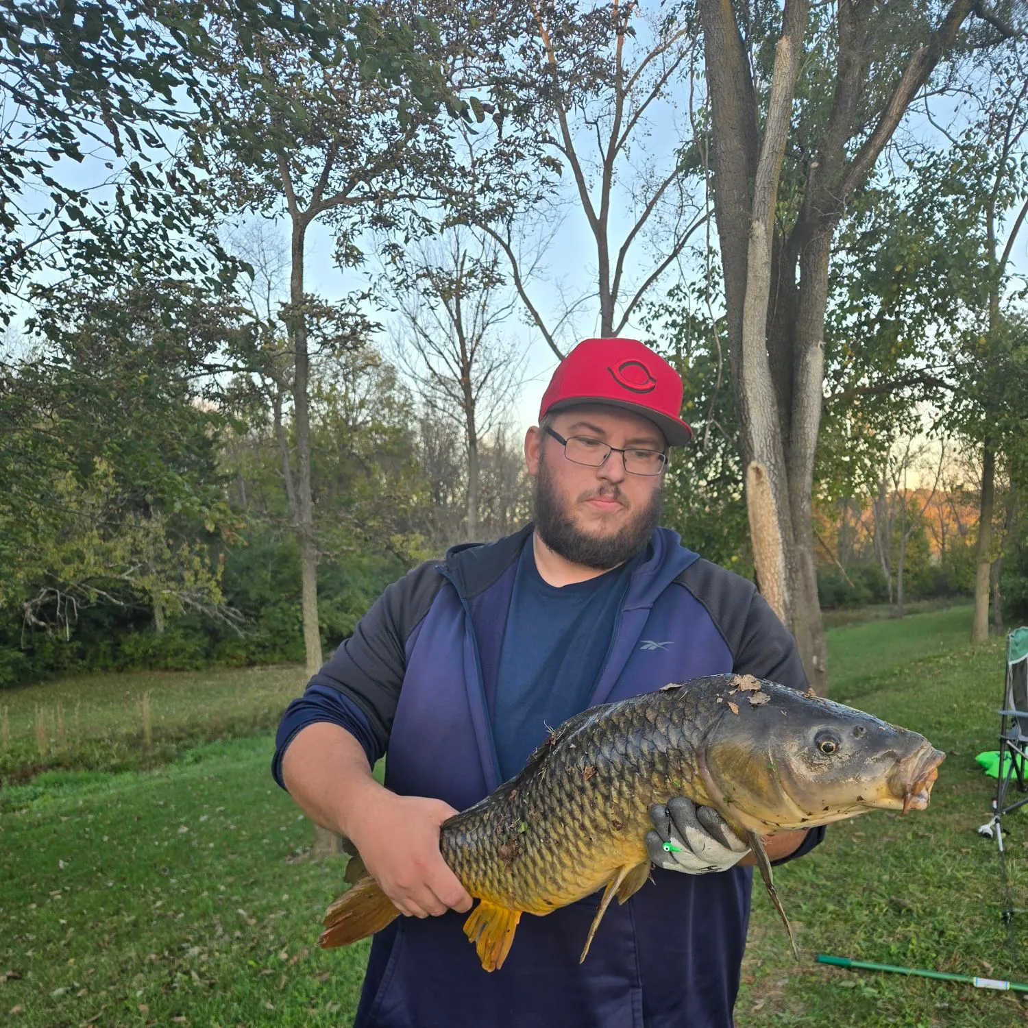 Common carp caught on Fishbrain