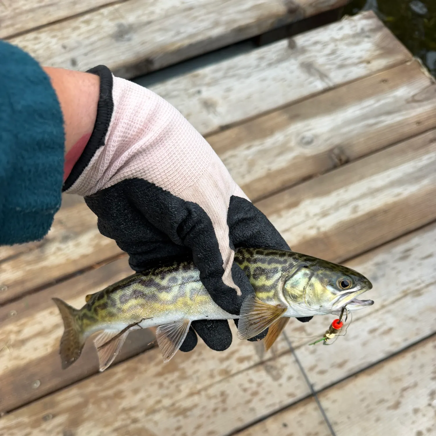 Tiger trout caught on Fishbrain