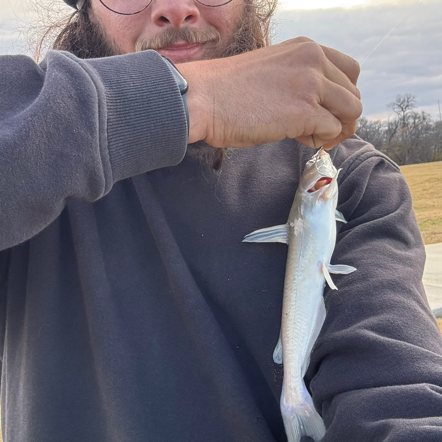 The most recent Hardhead sea catfish catches on Fishbrain