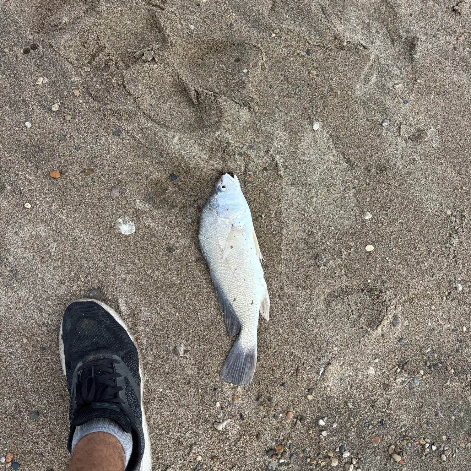 Freshwater drum caught on Fishbrain