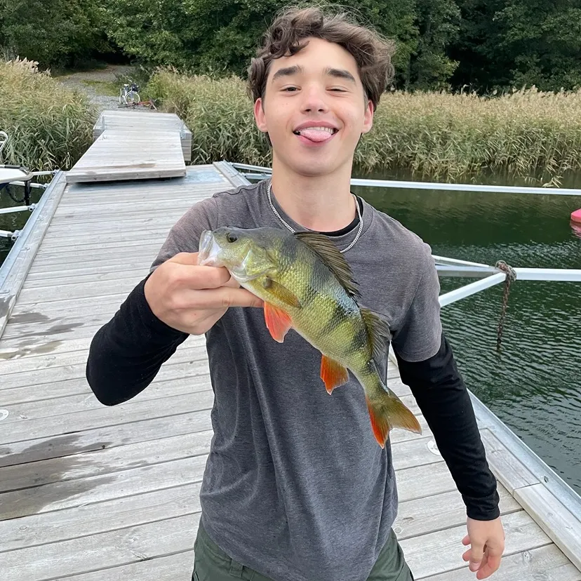 European perch caught on Fishbrain