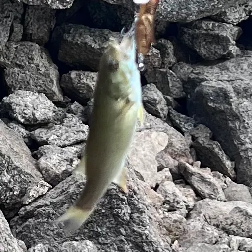 Spotted bass caught on Fishbrain