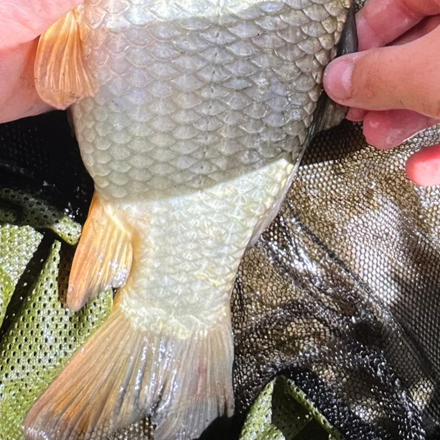 Common carp caught on Fishbrain