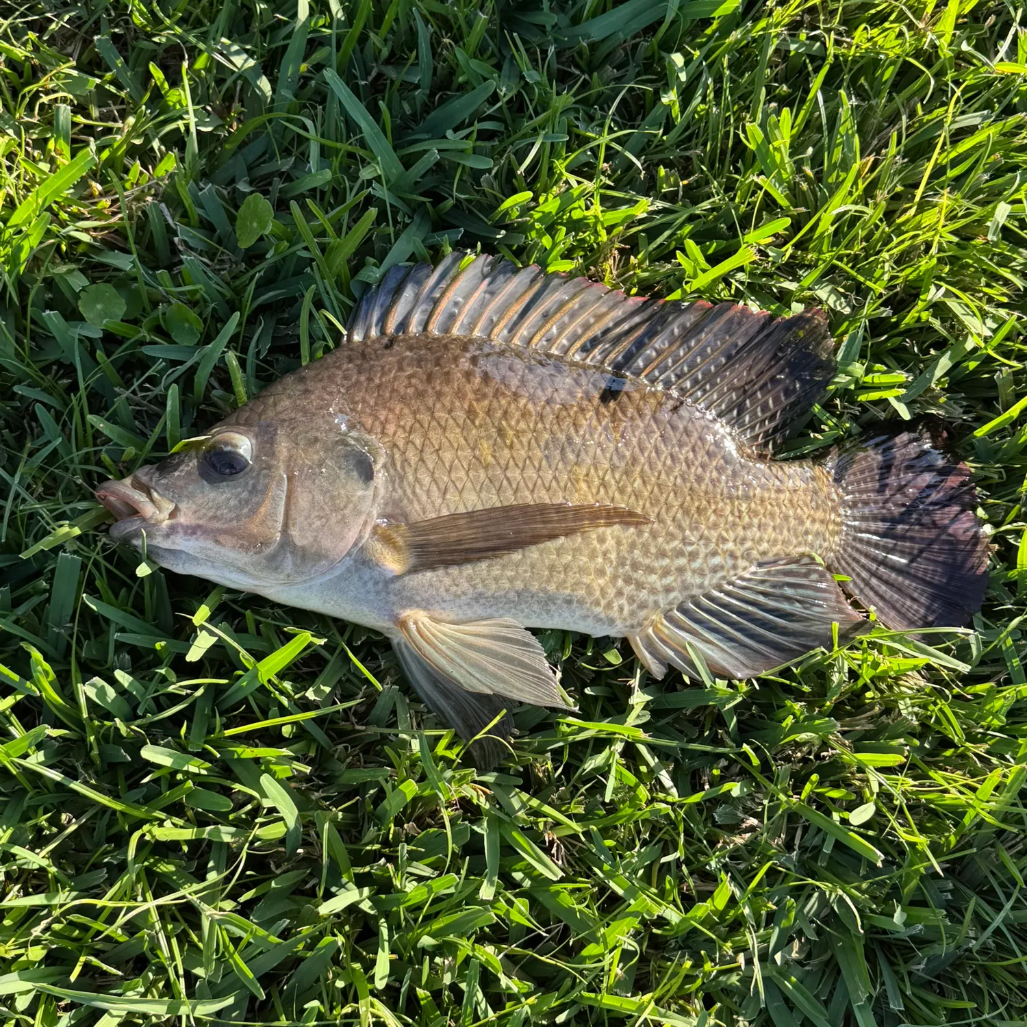 The most recent Mozambique tilapia catches on Fishbrain