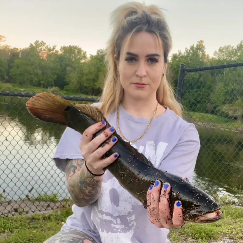 Ruddy bowfin caught on Fishbrain