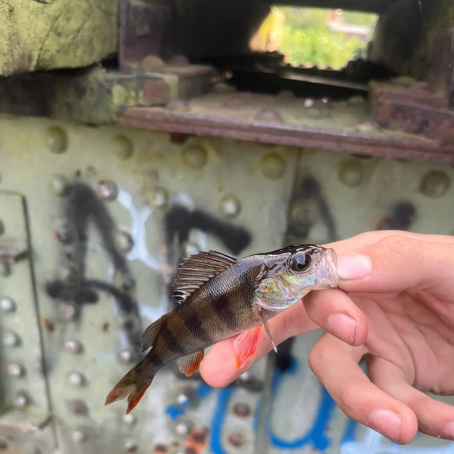 European perch caught on Fishbrain