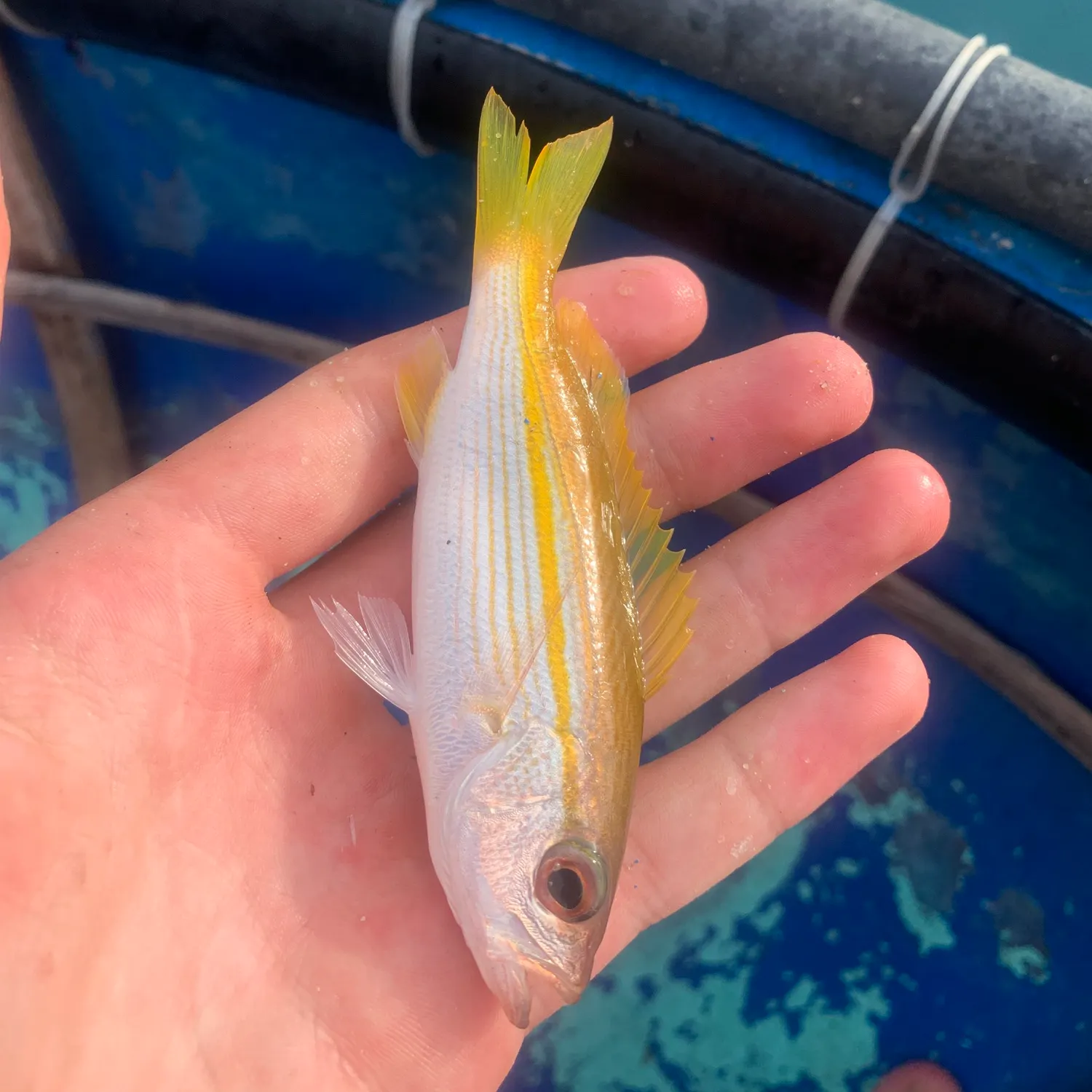 The most recent Bigeye snapper catches on Fishbrain