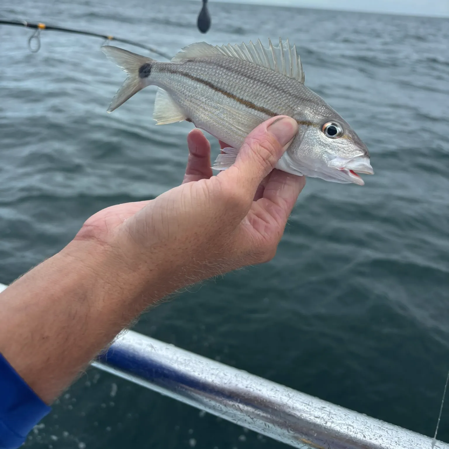 The most recent Tomtate grunt catches on Fishbrain