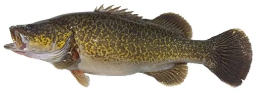 Clarence River cod