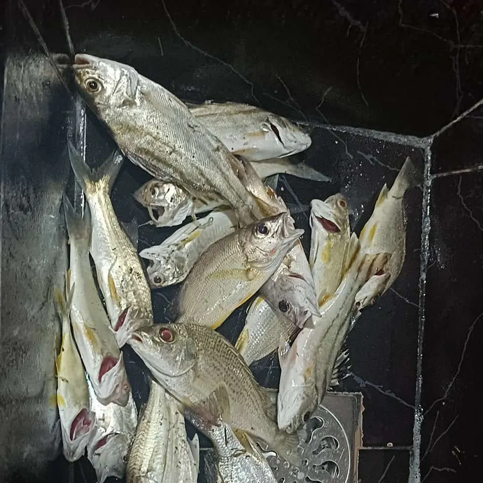 The most recent Striped mojarra catches on Fishbrain