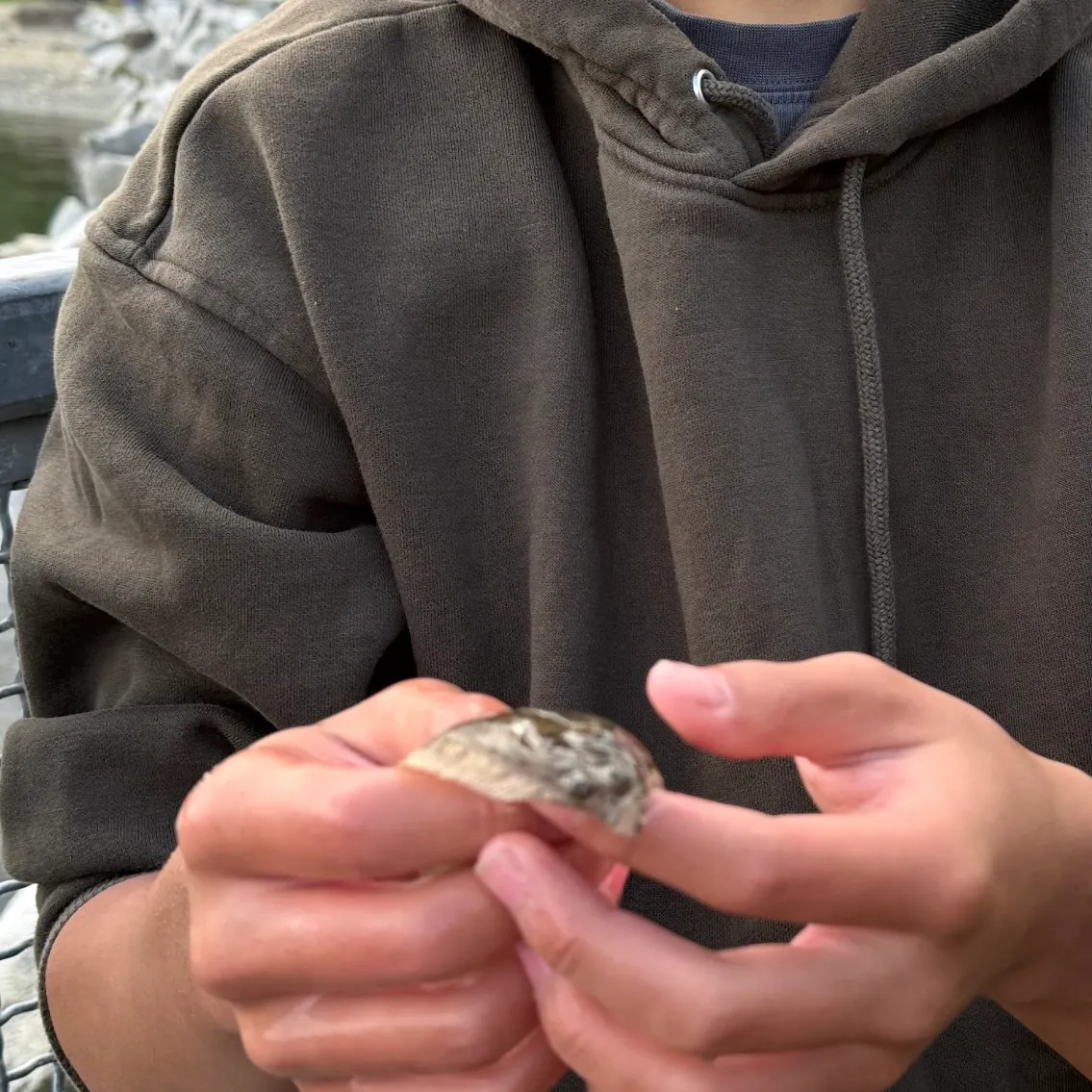 The most recent English sole catches on Fishbrain
