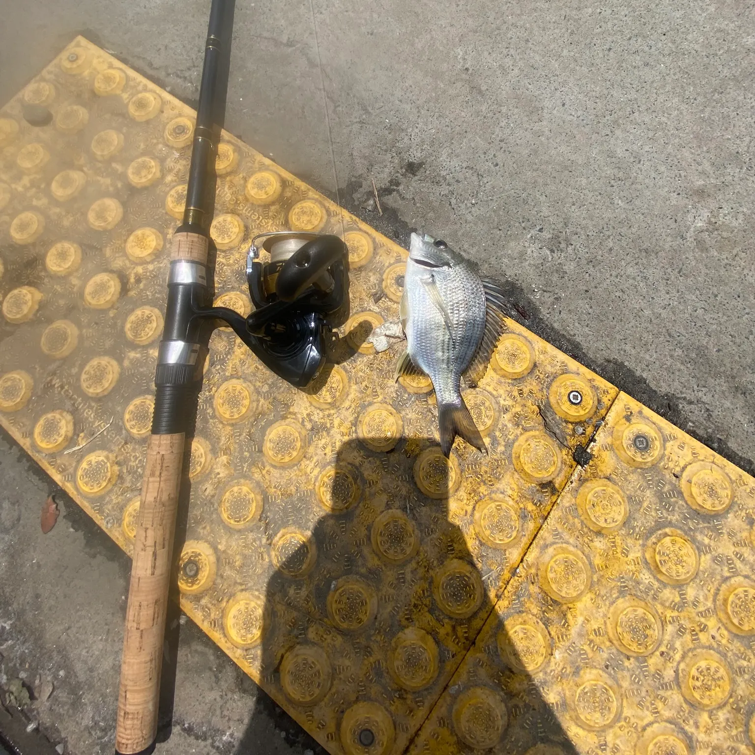 The most recent Surf bream catches on Fishbrain