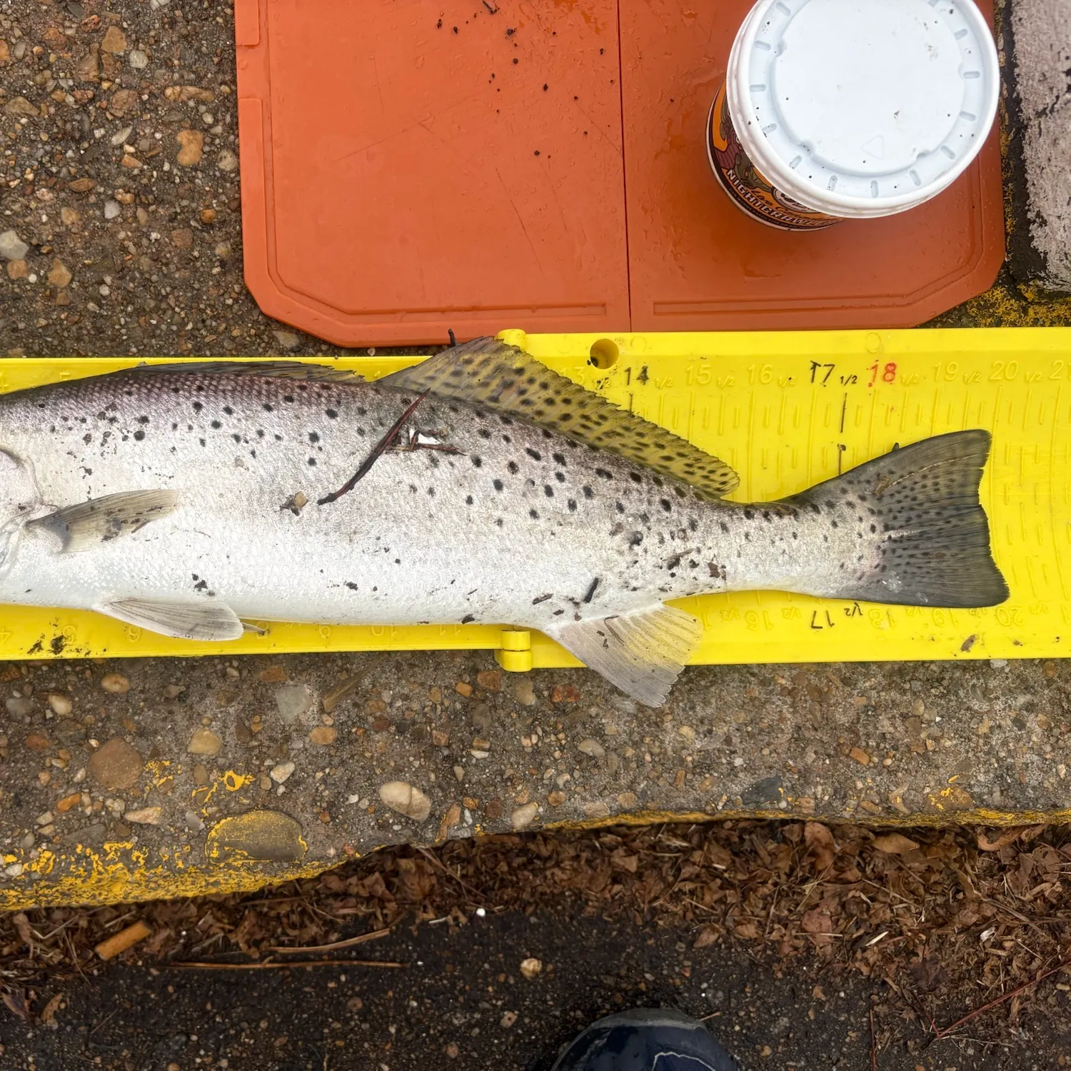 Spotted seatrout caught on Fishbrain