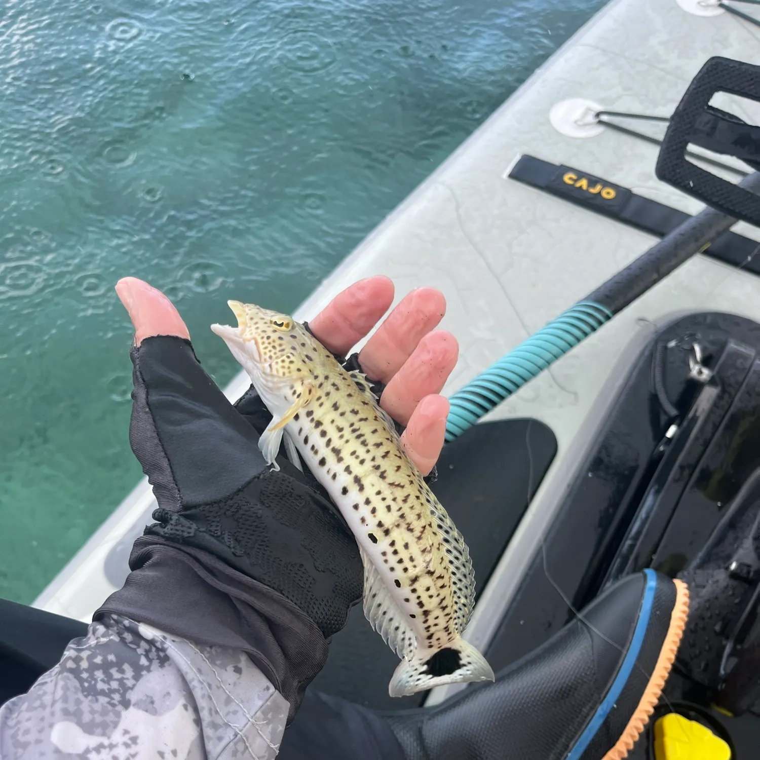 The most recent Speckled sandperch catches on Fishbrain