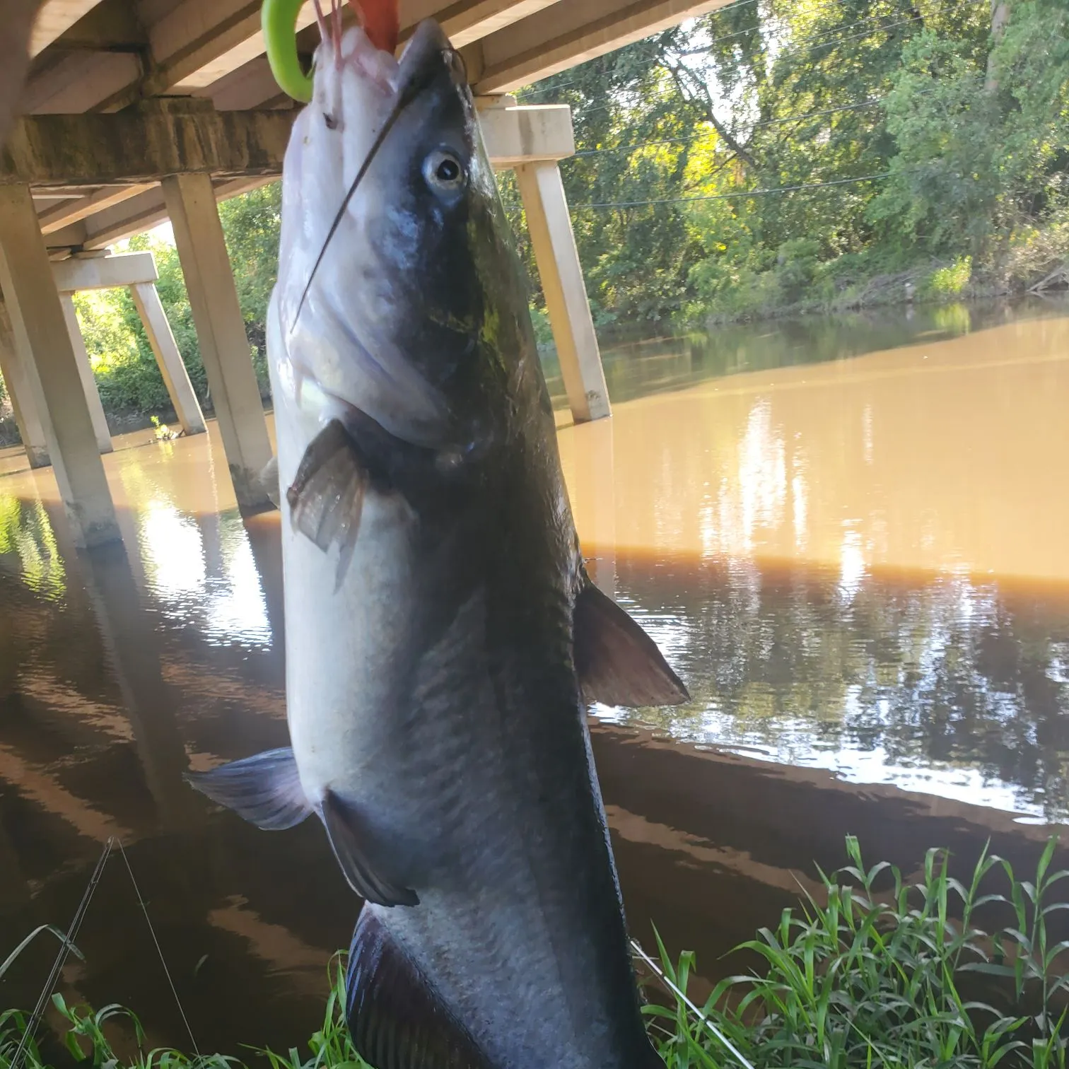 Blue catfish caught on Fishbrain