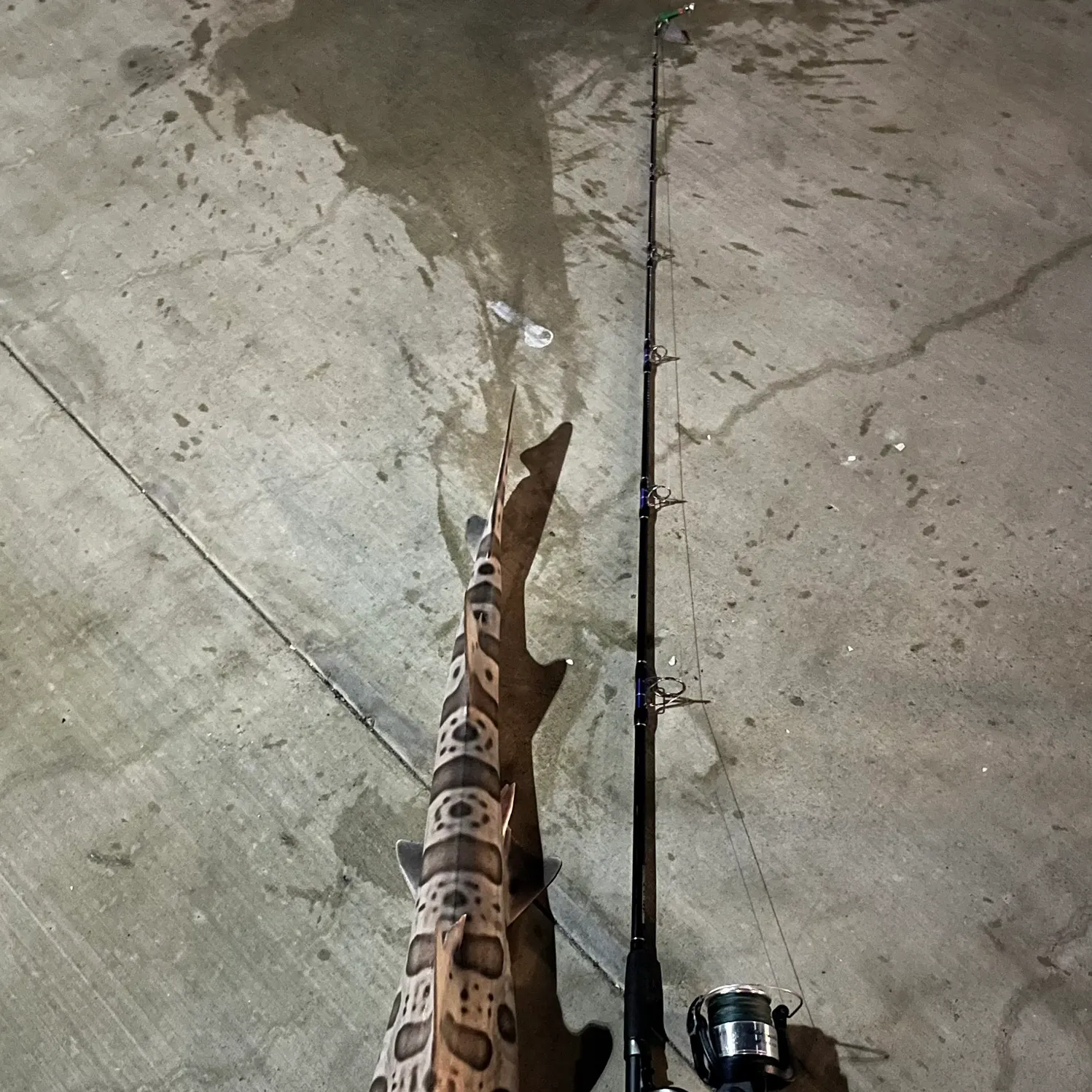 Leopard shark caught on Fishbrain