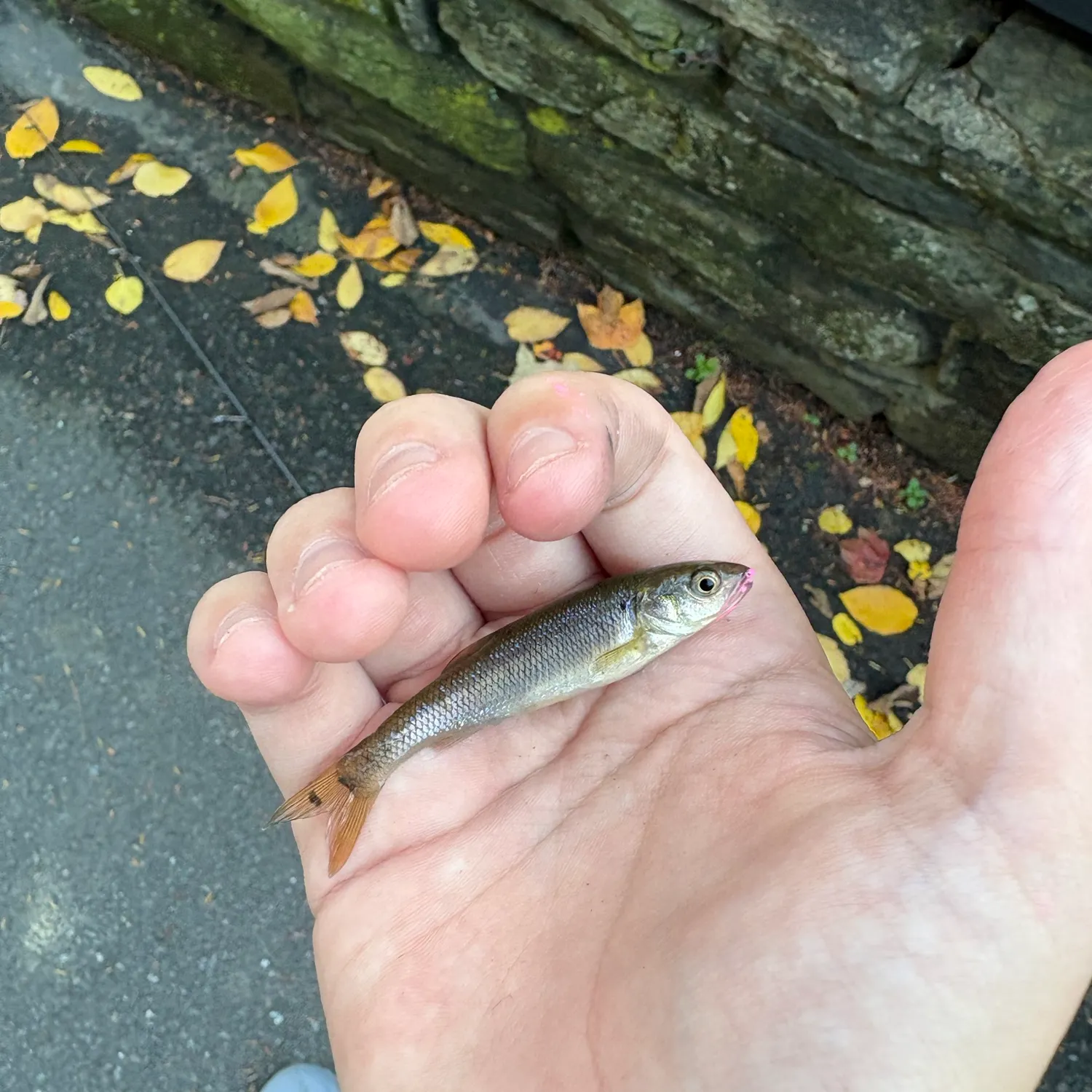 Creek chub caught on Fishbrain