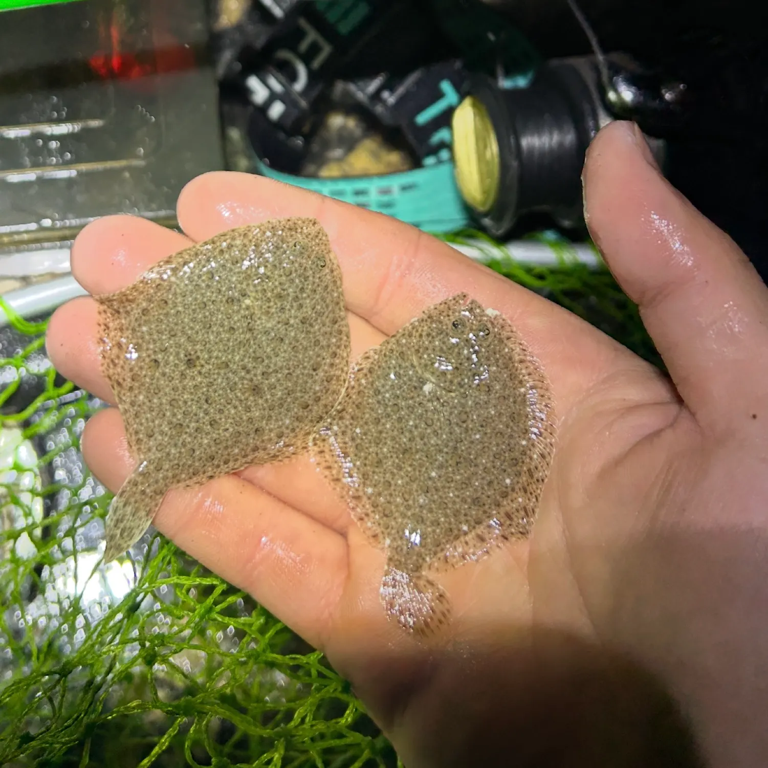 The most recent Turbot catches on Fishbrain