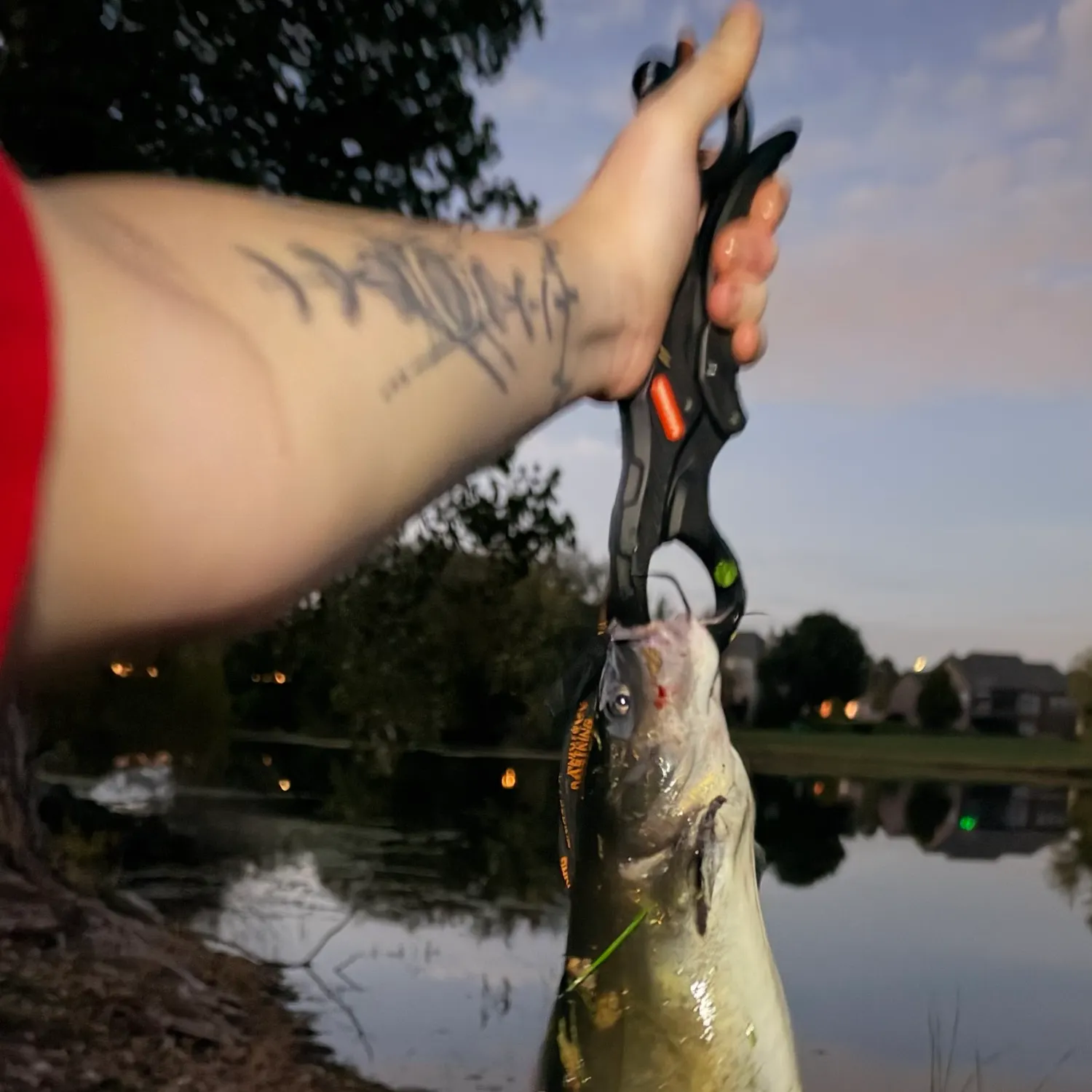 Channel catfish caught on Fishbrain
