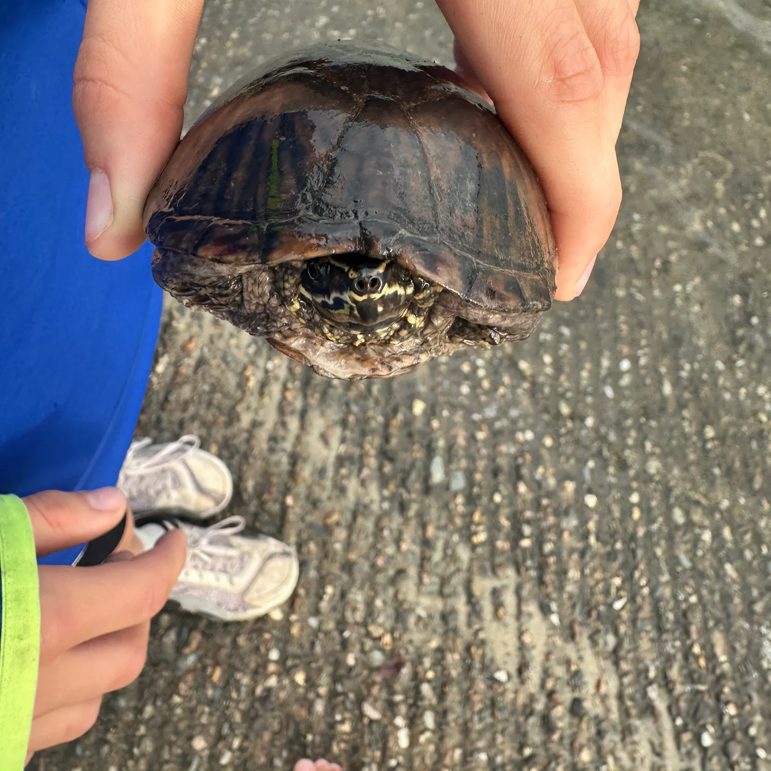Common snapping turtle caught on Fishbrain