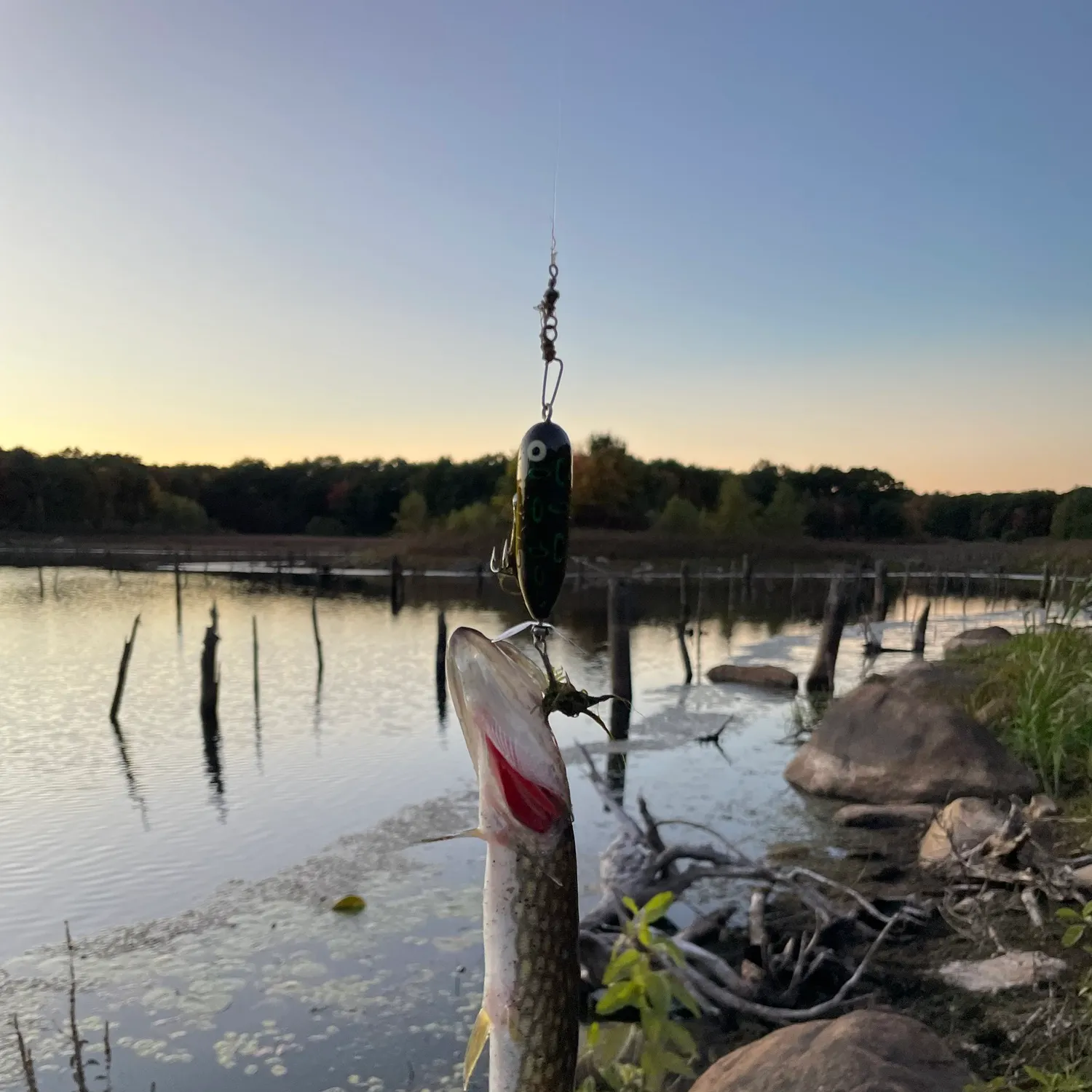 Chain pickerel caught on Fishbrain