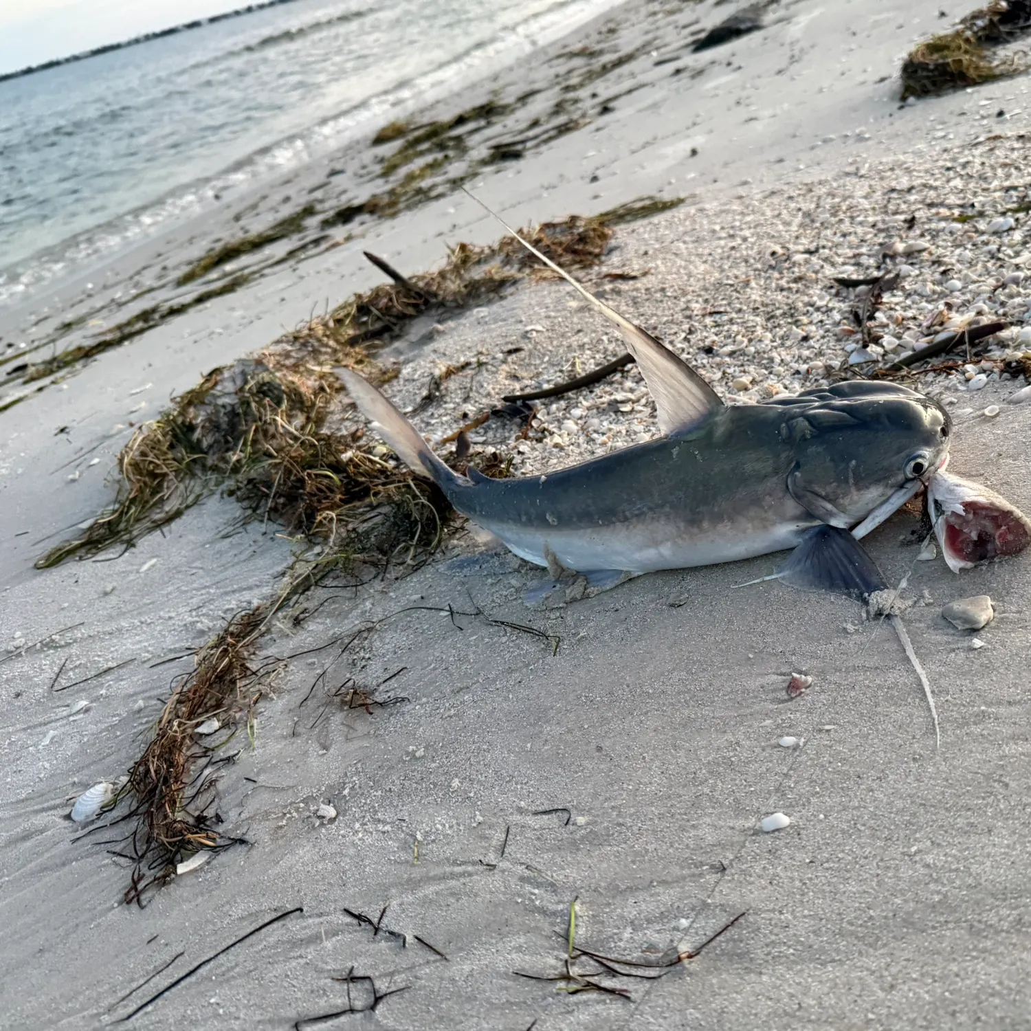 Gafftopsail sea catfish caught on Fishbrain