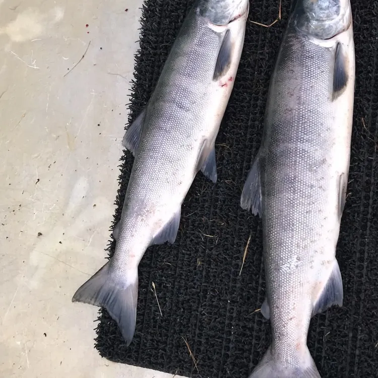 The most recent Sockeye salmon catches on Fishbrain