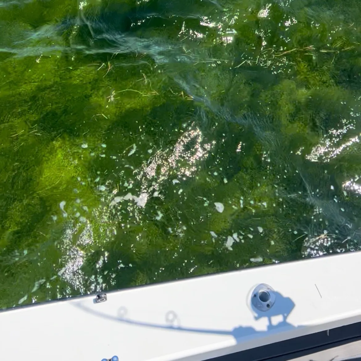 The most recent Lemon shark catches on Fishbrain