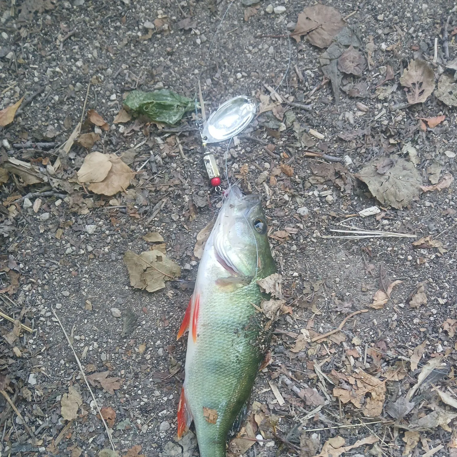 European perch caught on Fishbrain