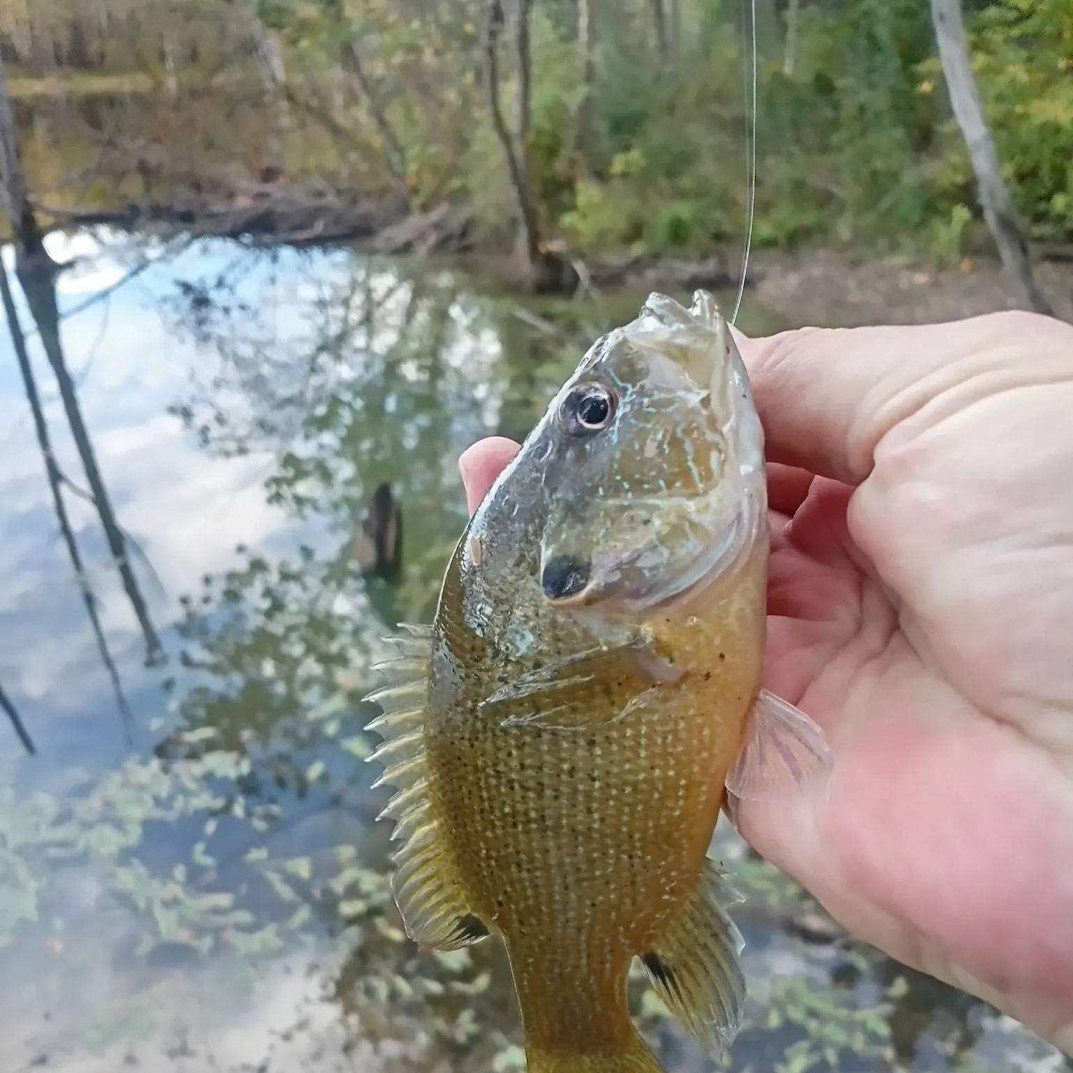 Green sunfish caught on Fishbrain