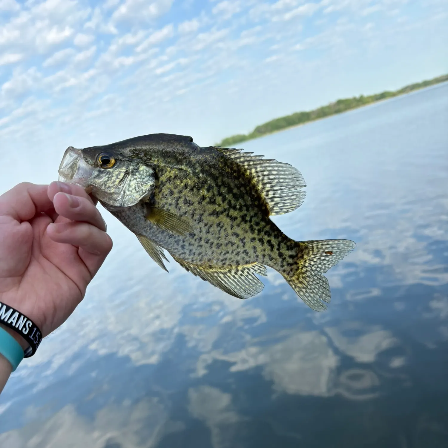 The most recent Black crappie catches on Fishbrain