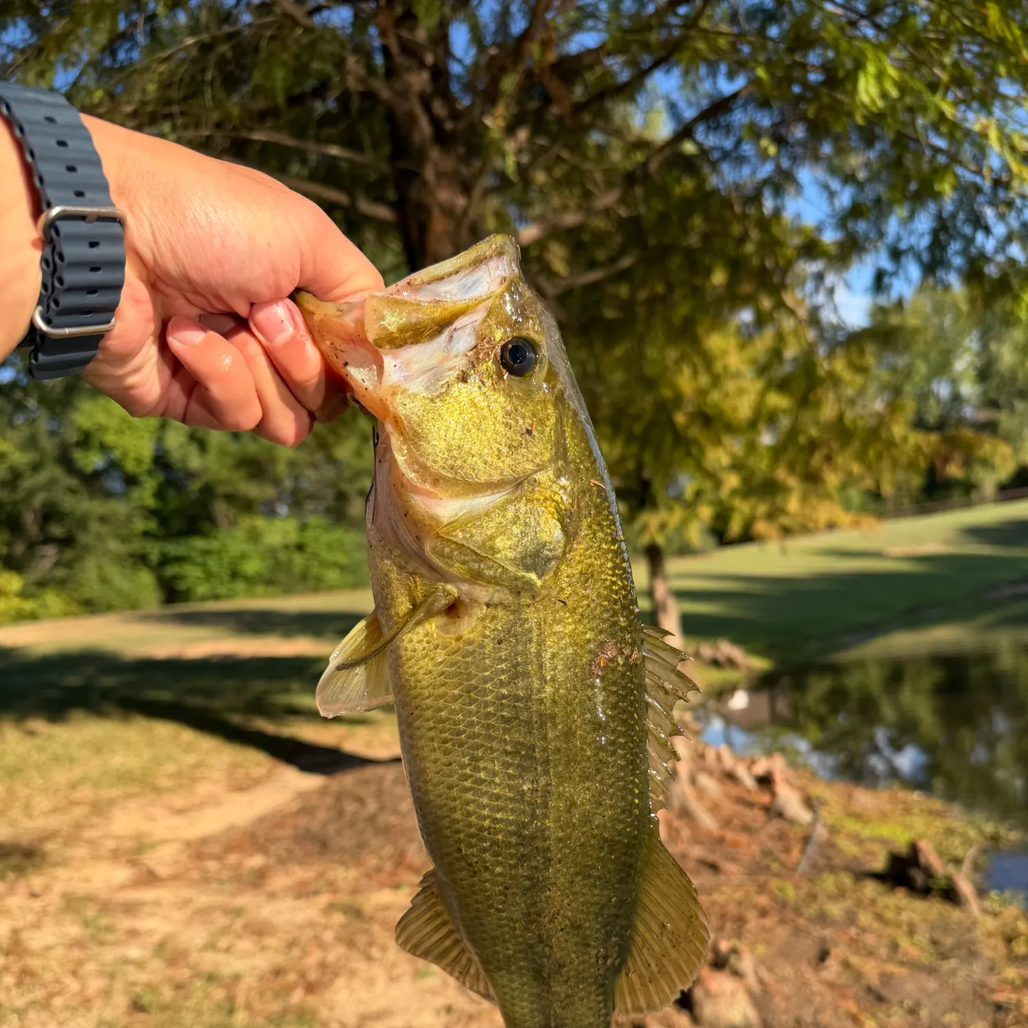 Largemouth bass caught on Fishbrain