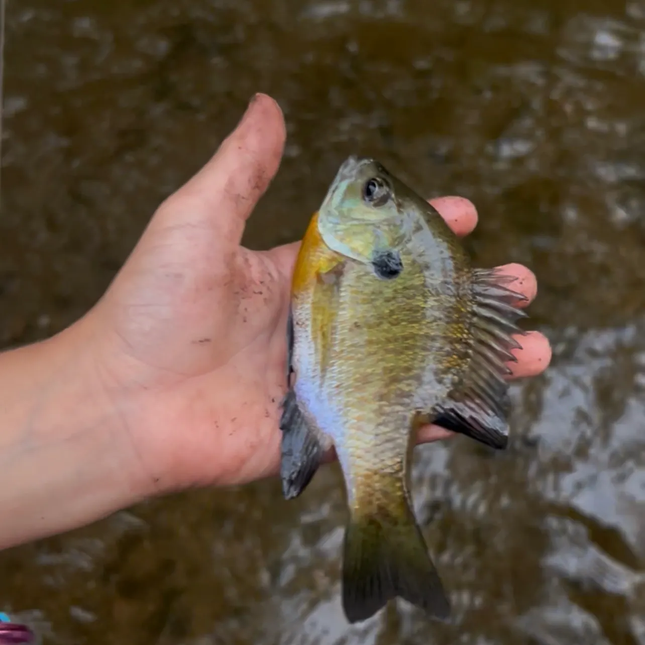 Bluegill caught on Fishbrain