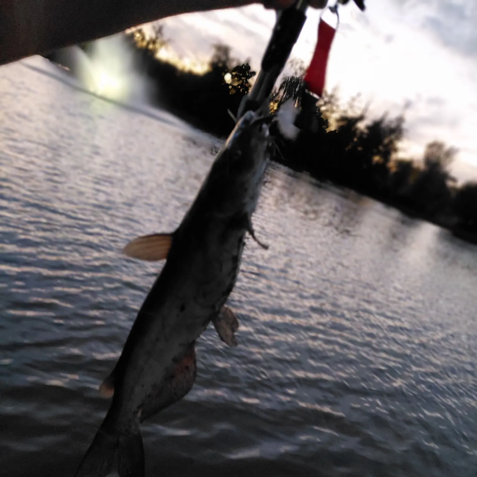 Channel catfish caught on Fishbrain