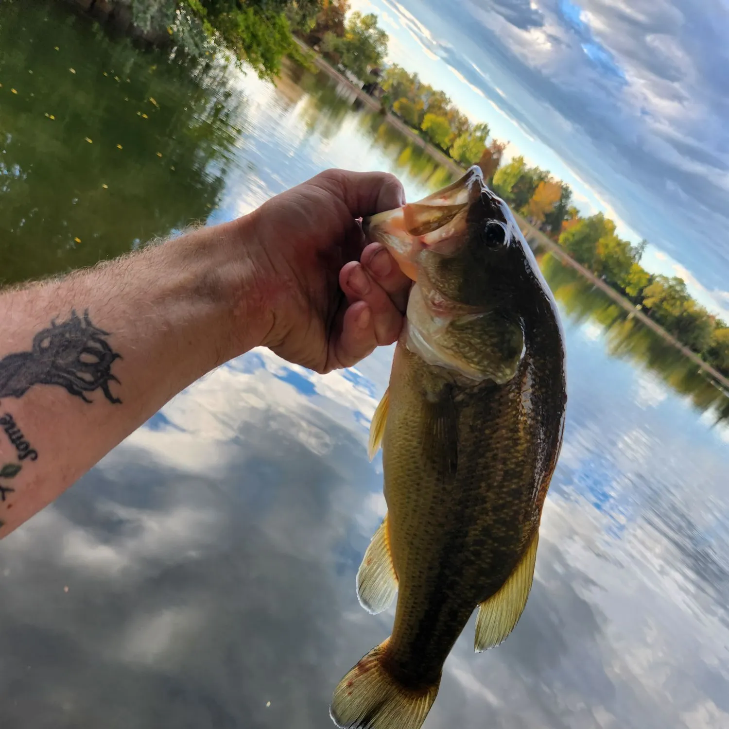 Largemouth bass caught on Fishbrain