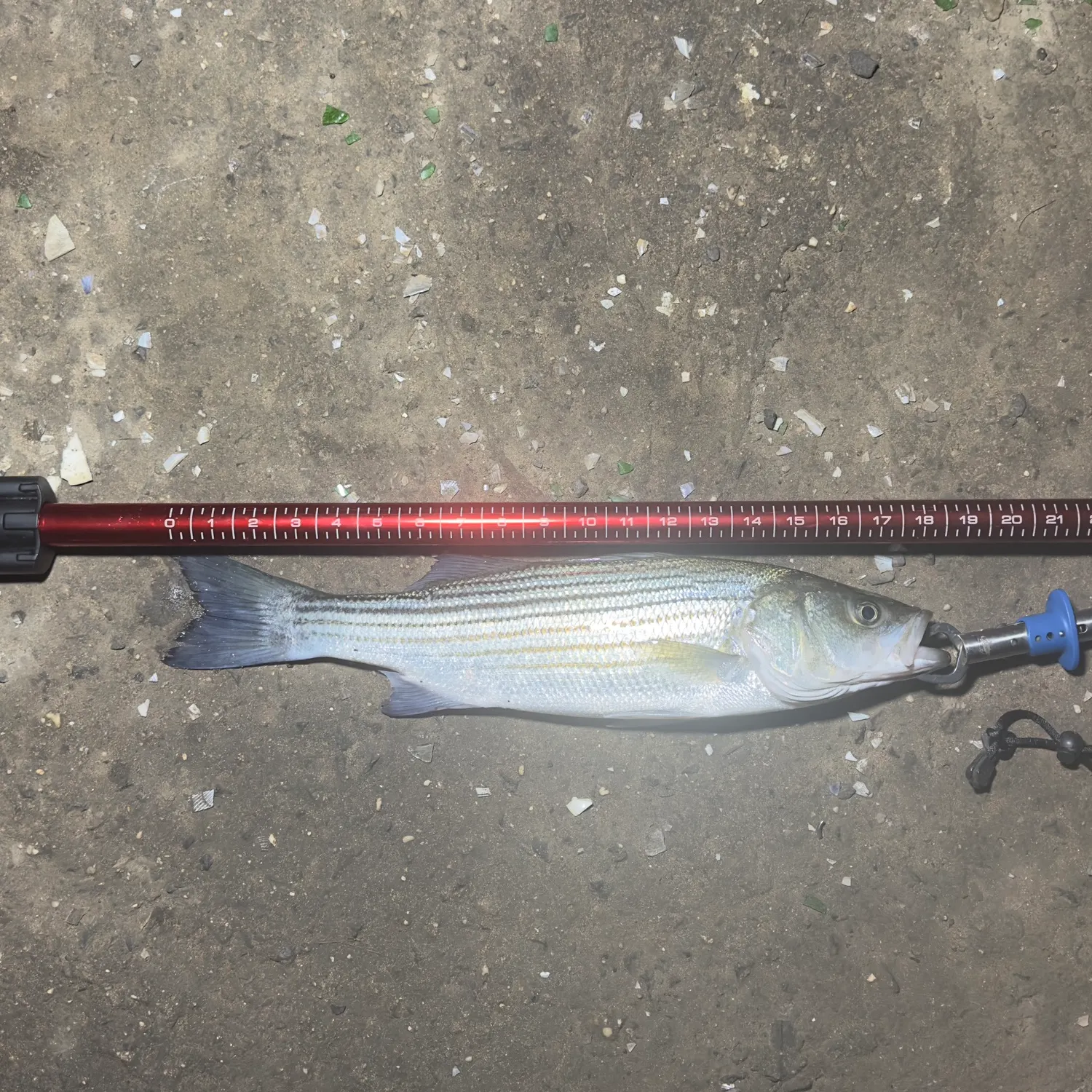 Striped bass caught on Fishbrain