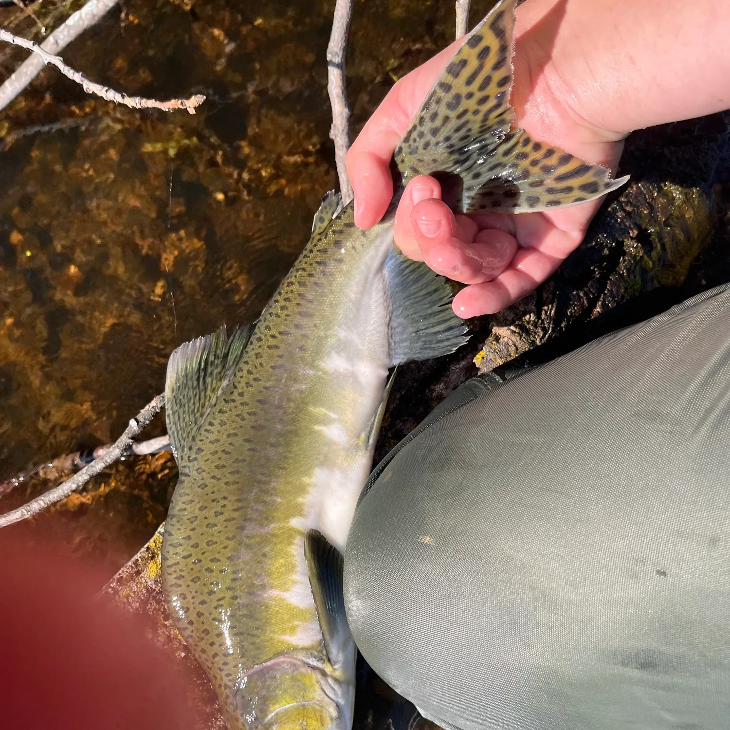 Pink salmon caught on Fishbrain
