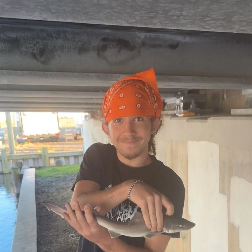 Dusky smooth-hound caught on Fishbrain