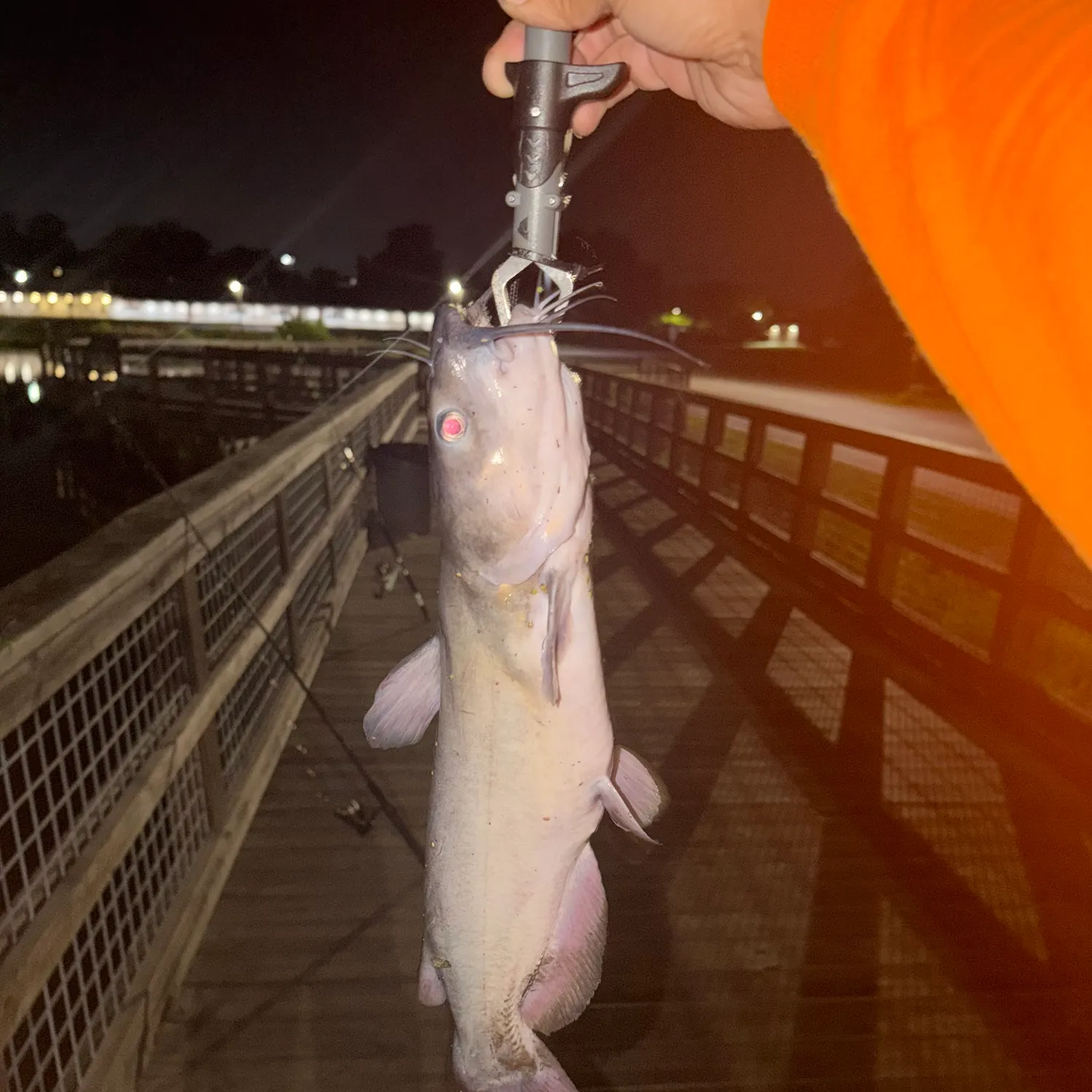 Channel catfish caught on Fishbrain