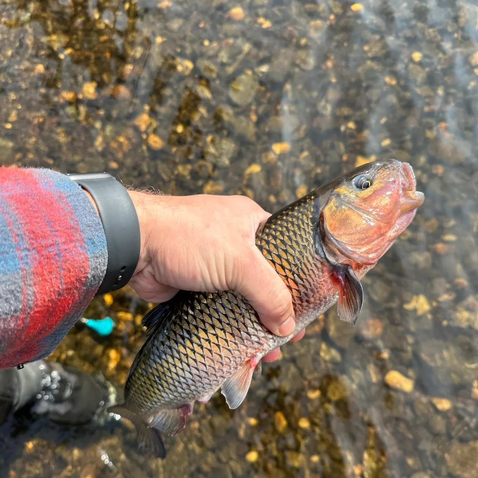 The most recent Fallfish catches on Fishbrain