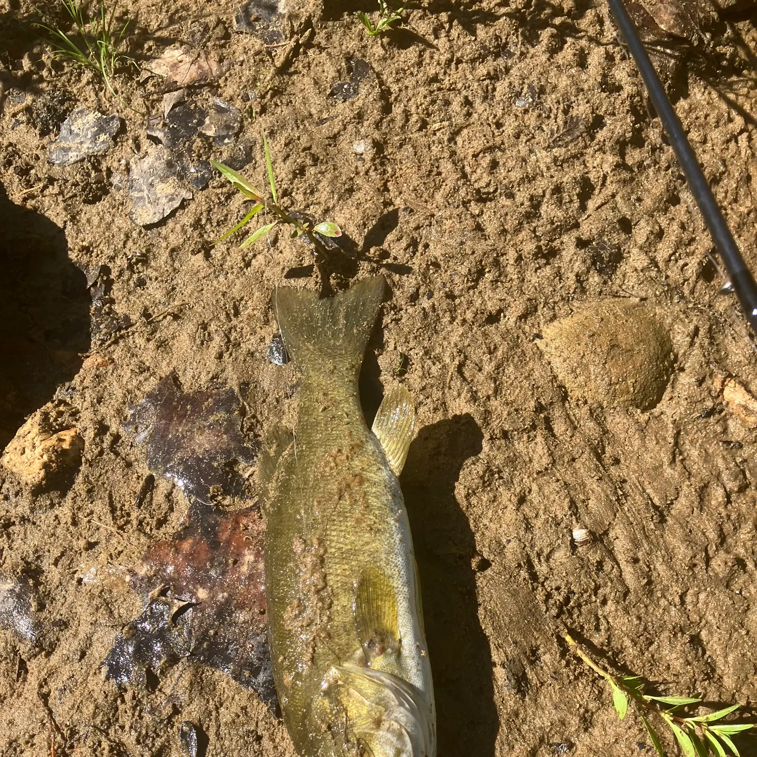 Smallmouth bass caught on Fishbrain