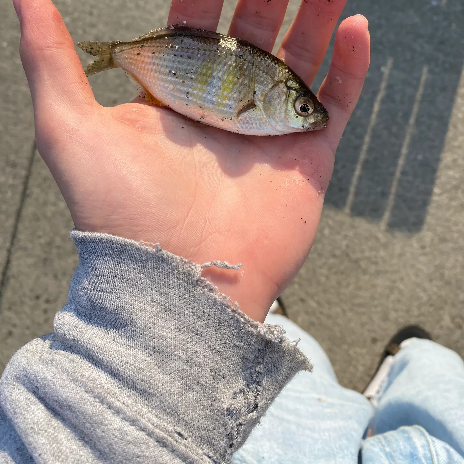 The most recent Shiner perch catches on Fishbrain