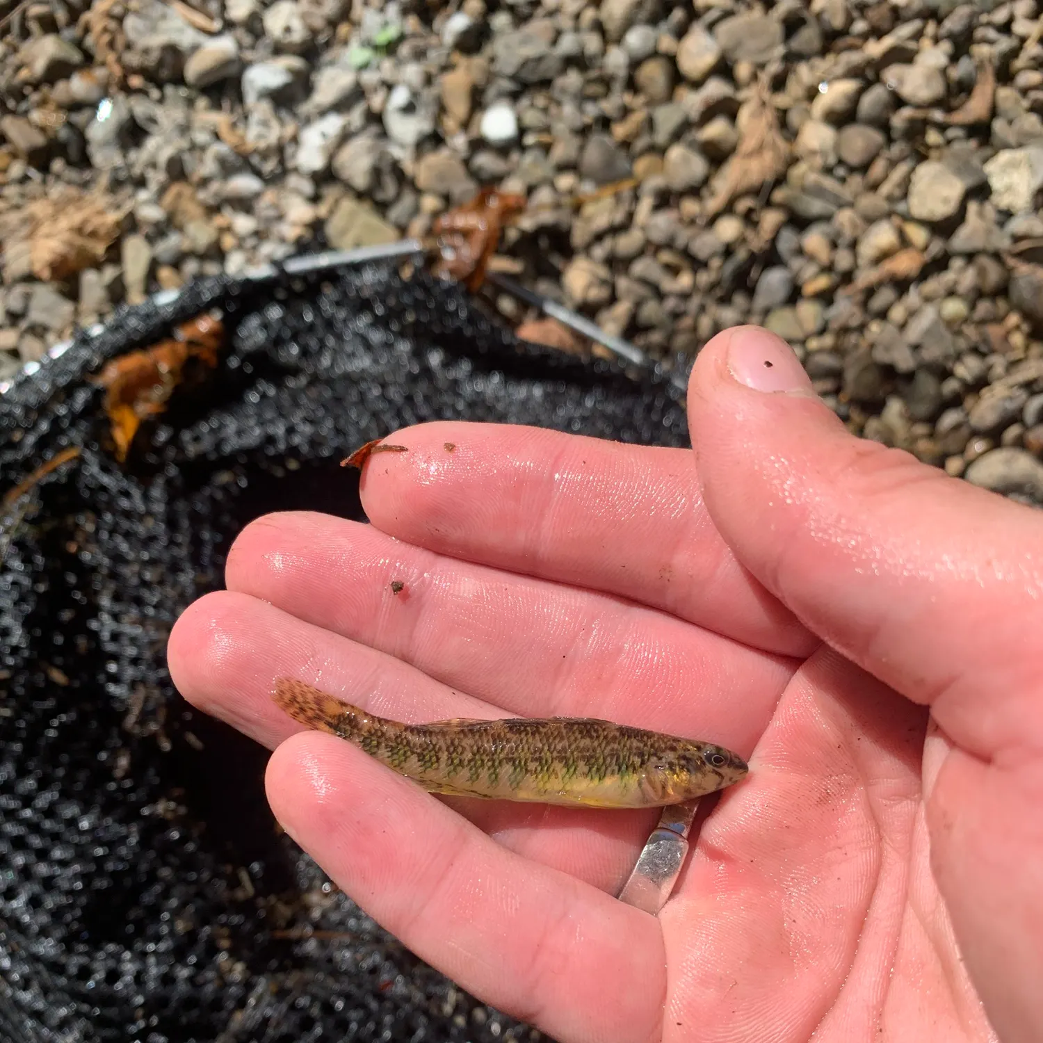 The most recent Banded darter catches on Fishbrain