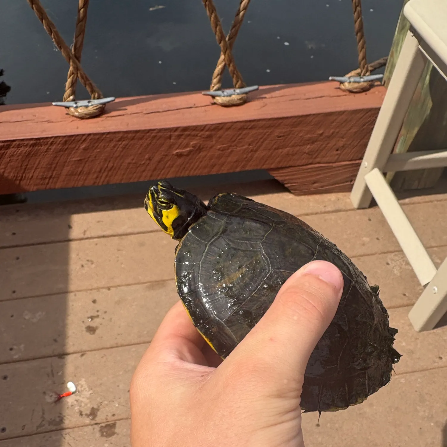 The most recent Pond slider turtle catches on Fishbrain
